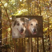 Dogs banner fall
