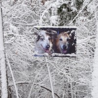 Dog banner winter