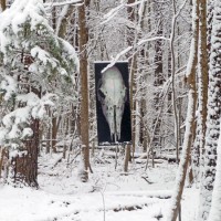 Deer skull in winter