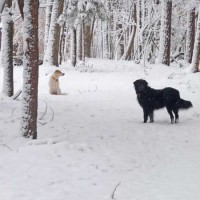 Two dogs in snow