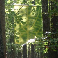Green leaf in summer