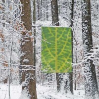 green leaf banner in winter