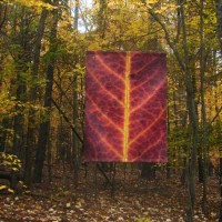 Red Leaf banner i nfall