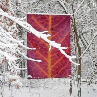 Red leaf banner in winter