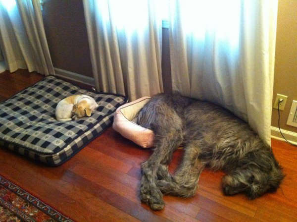 Dogs on beds