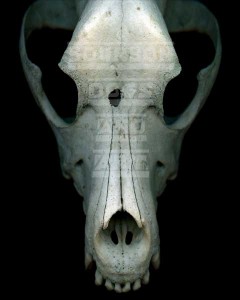 dogskull-600 Dog