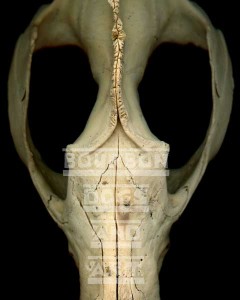 possum-skull-600 possum