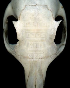 squirrel-skull-600 Squirrel