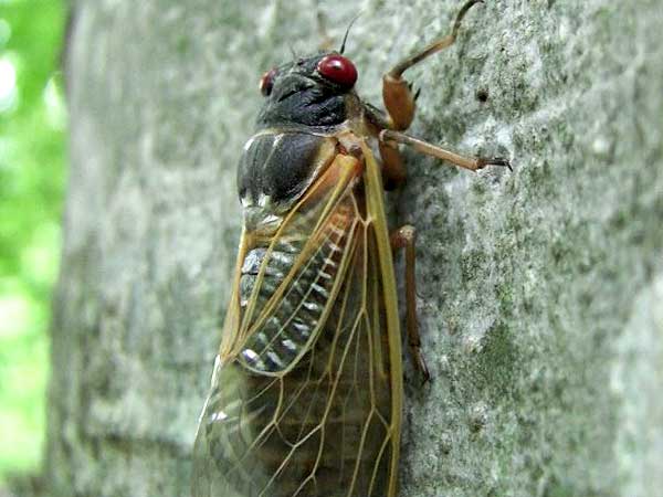cicada12 13-year cicada