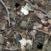 cicada13 cicada holes in the ground