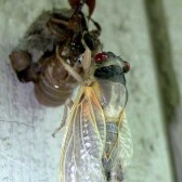 cicada14 Cicada