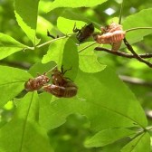 cicada15 cicada husks in leaves
