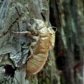 cicada2 Cicada husk