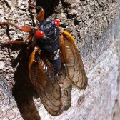 cicada20 cicada