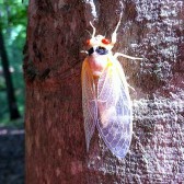 cicada21 white cicada