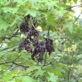 cicada22 dead leaves