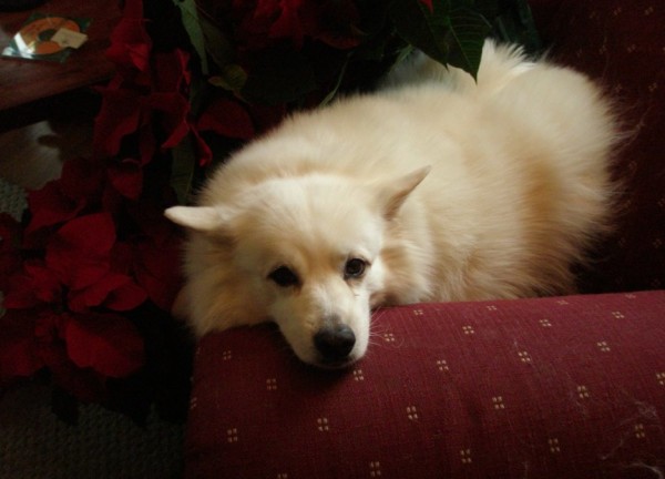 Cheyenne