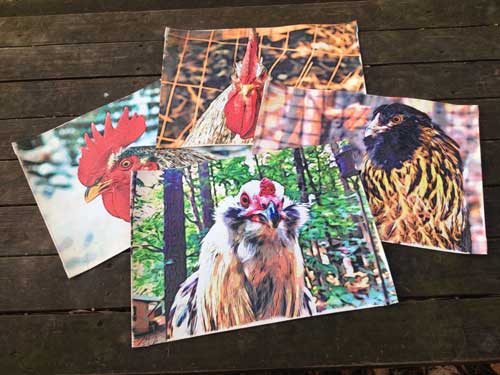 Chicken portrait placemats