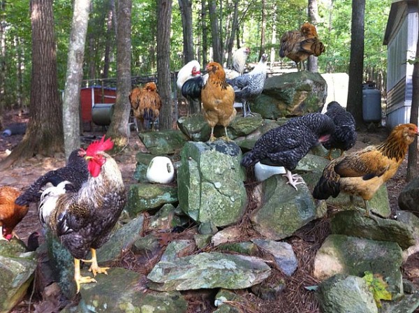 Chickens on the rocks