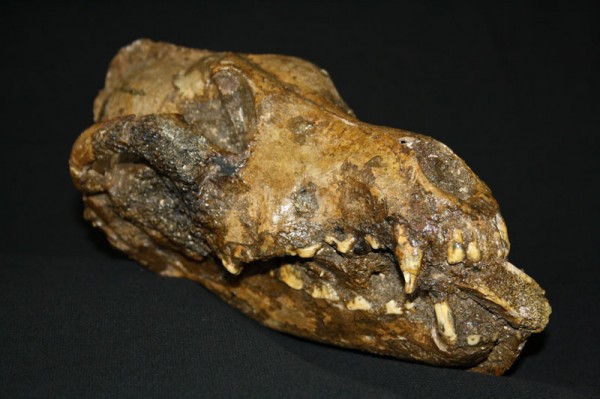 dog skull