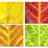 Leaves place mats #1