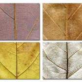 Leaves place mats #2