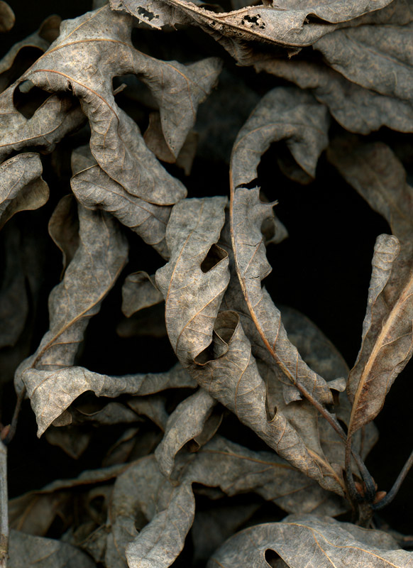 Winter Leaves Winter Leaves