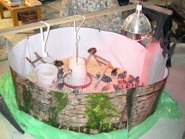 Chicks in yurt